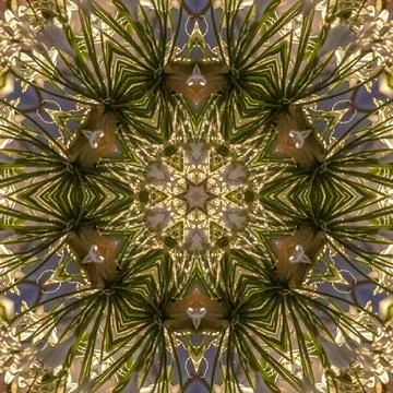 Square frame Dome shape made from white flowers in California with golden 写真素材