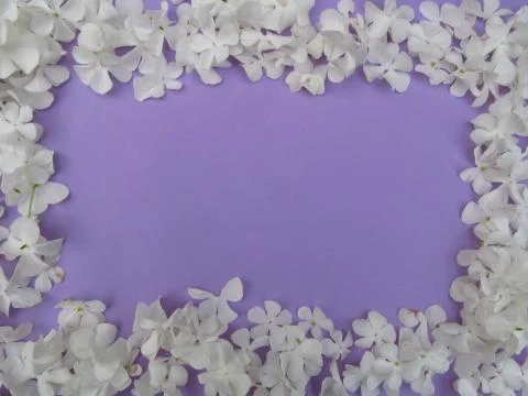 A square frame of hydrangea flower petals. Flat lying, top view layout. Frame 写真素材