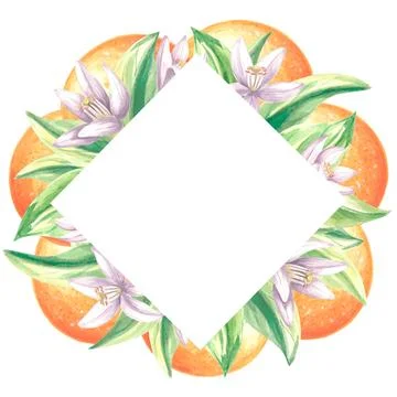 Square frame of oranges with green leaves and white flowers. Summer citrus Illustrazione stock