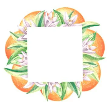 Square frame of oranges with green leaves and white flowers. Summer citrus Stock Illustration