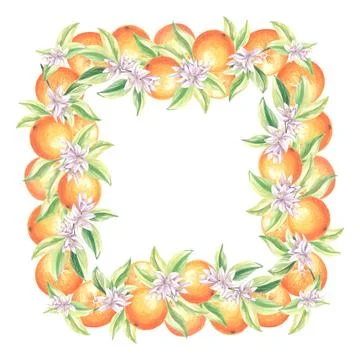 Square frame of oranges with green leaves and white flowers. Summer citrus Stock Illustration