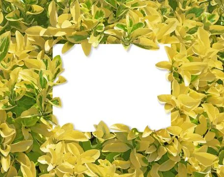 Square frame Fotos Stock