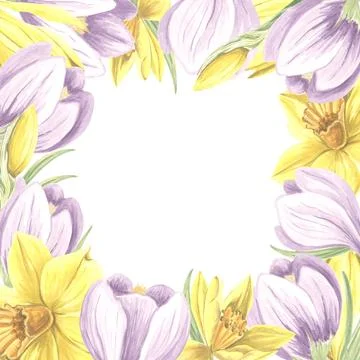 Square frame from purple crocuses and yellow daffodils flowers. Isolated hand Stock Illustration