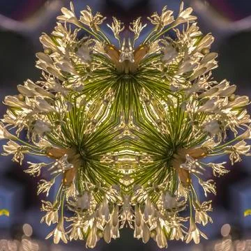 Square frame Reflective design of flowers in California with white petals in a 写真素材
