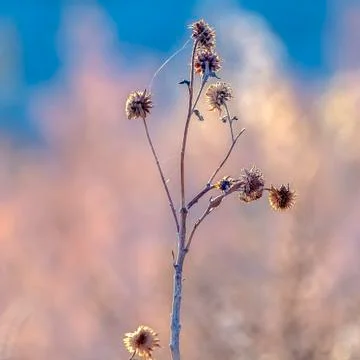 Square frame Selective focus to dried white wild flower Stock Photos