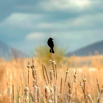 Square frame Small black bird perched on top of brown grass growing by a lake on Stock Photos