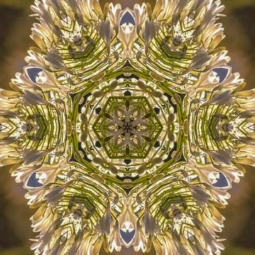 Square frame Star shape made form white flowers in California 스톡 사진