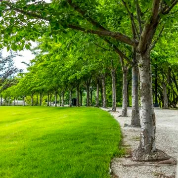 Square frame Trees with white barks and vibrant green leaves lining a road and Stock Photos