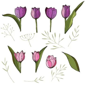 Square frame with tulips and herbs on white. Floral pattern for your wedding Stock Illustration