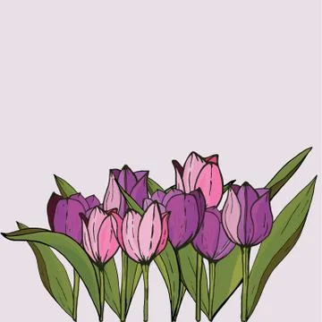 Square frame with tulips and herbs on white. Floral pattern for your wedding Stock Illustration