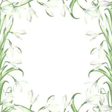 Square frame from white snowdrops flower with green leaves. Isolated hand drawn Stock Illustration