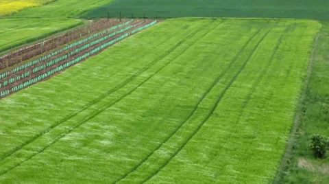 Square green field in the wind from above Stock Footage 54026552