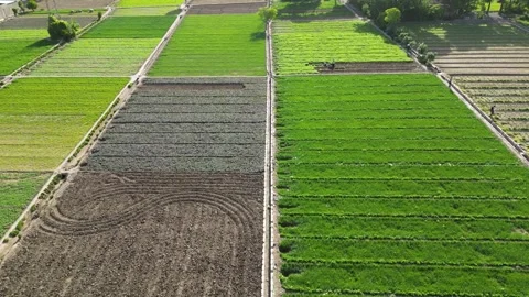 Square green vegetable field herbal Persian lettuce aerial view of agriculture Stock Footage 337884988