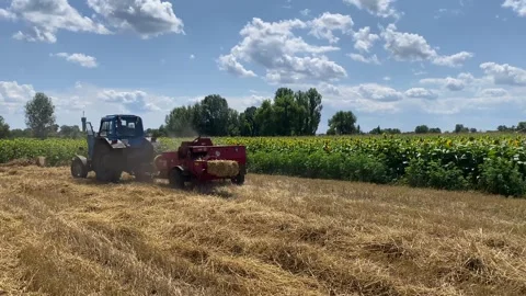 Square hay bales stacked in a wheat field with tractor going away in hot summer Stock Footage 249530864