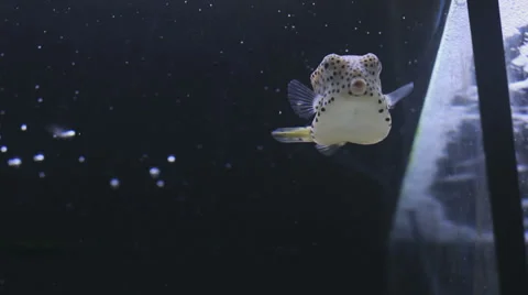 Square head Tropical fish in a aquarium,, Stock Video