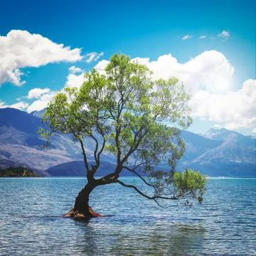 Square image of the lonely tree in lake in Wanaka, New Zealand Foto stock
