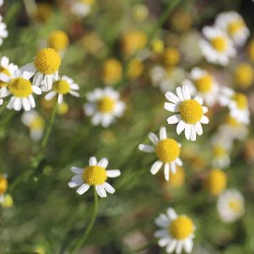 Square Image of Roman Chamomile Daisy Like Flowers Stock Photos