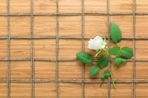 Square lined rope pattern on a wooden background and white rose with leaves Stock Photos