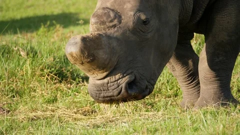Square-lipped rhinoceros eats lucerne feed on green grass Stock Footage 145404562