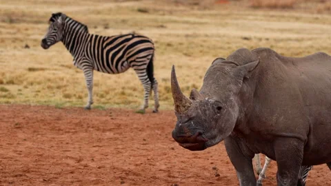 Square-lipped white rhino with big horn chewing food on game reserve Stock Footage 343918893