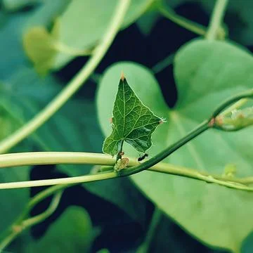 Square macro shot of small green leaf on vine stem with soft background Stock Photos