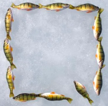 Square made of perches Stock Photos