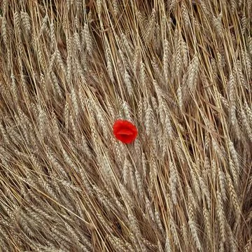 Square natural background top view of ears Golden wheat crop and red flowers Stock Photos