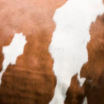 Square part of red and white cowhide on side of cow Stock Photos