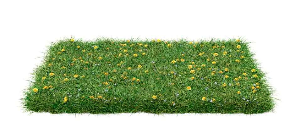 A square patch of grass full of dandelions and blue speedwell flowers Stock Illustration