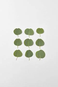 Square pattern from leaves of Eucalyptus plant on a white background. Deco... Stock Photos