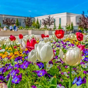 Square Radiant array of flowers with view of a building and fountain against Fotos de archivo