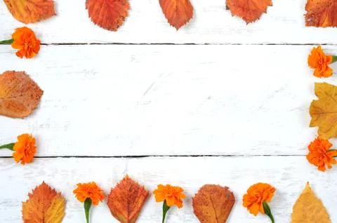 Square shape from rusty leaves and yellow marigold flower on white timber Stock Photos