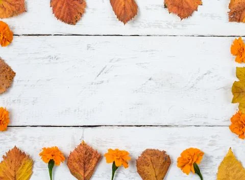 Square shape   from  rusty leaves   and  yellow  marigold flower  on timber. Stock Photos