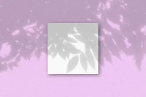The square sheet of white textured paper on the pink wall background. Mockup  Stock Illustration