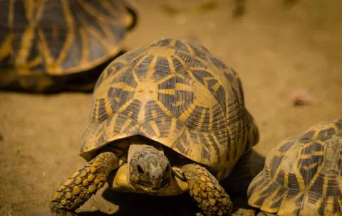 Square Shell Turtle Foto stock