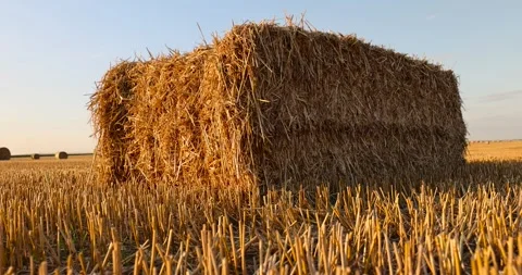 Square stacks of golden wheat straw in a field at sunset , rectangular stacks of 스톡 동영상 291370825
