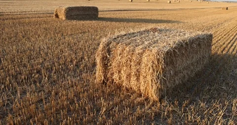 Square stacks of golden wheat straw in a field at sunset , rectangular stacks of Stock Footage 295635181