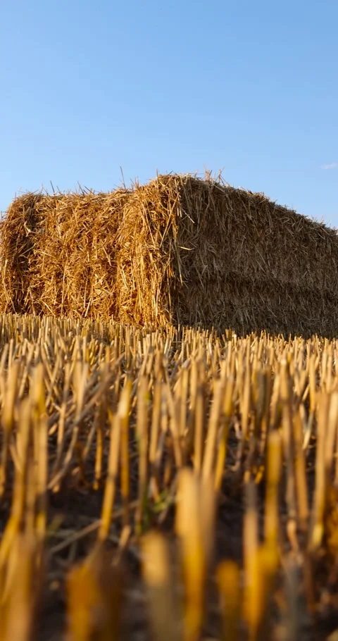 Square stacks of golden wheat straw in a field at sunset , rectangular stacks of 스톡 동영상 296792874