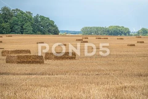 Square straw bales lie on a field after the grain harvest Stock Photos