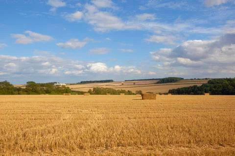 Square straw bales Stock Photos