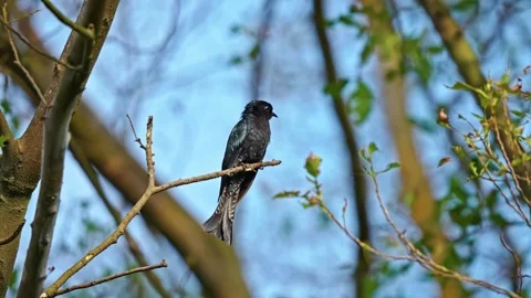 Square-tailed Drongo Cuckoo Bird Perching On Leafless Tree Branch In Forest Stock Footage 297036318