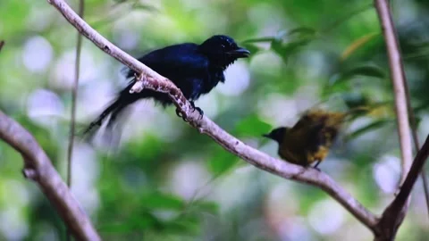 Square-tailed Drongo Cuckoo Video stock 255571467