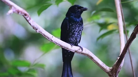Square-tailed Drongo Cuckoo,bird crowing, Stock Footage 255571525