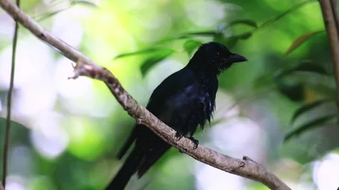 Square-tailed Drongo Cuckoo,bird launching, Video stock 255571471