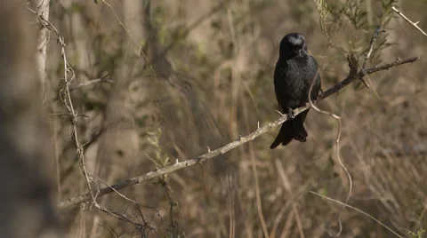 A Square-tailed Drongo sitting on a branch and looking around Stock Footage 53091841