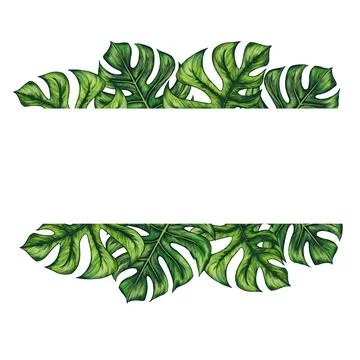 Square template for text with tropical monstera palm leaves. Frame or border Stock Illustration