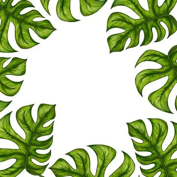 Square template for text with tropical monstera palm leaves. Frame or border Stock Illustration