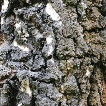 Square Tree Bark Texture with Rough Layers and Deep Cracks Stock Photos