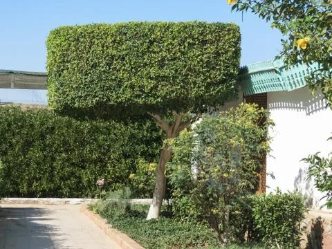 Square tree in the yard Stock-Fotos