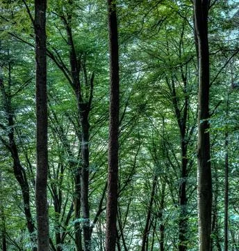 Square view of a beautiful forest in the summertime as background 写真素材